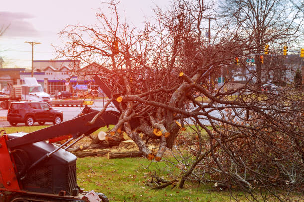 How Our Tree Care Process Works  in  Bogata, TX